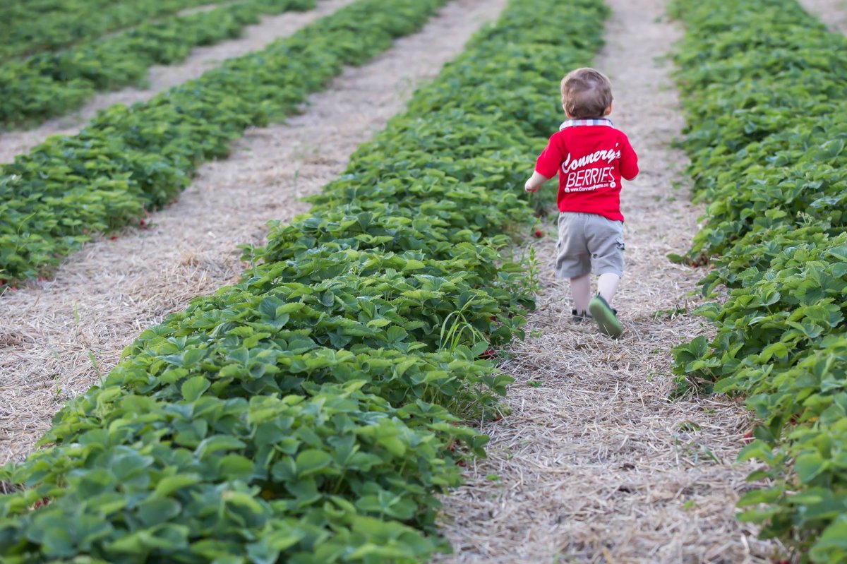 Manitoba berry farmers are experiencing a slow start to strawberry season due to the spring weather. 