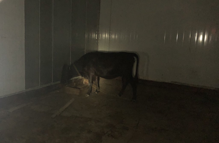 Police tweeted this photo of one of the captured cows early Wednesday.