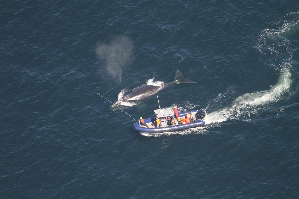 Crew members attempt to disentangle a whale in the Gulf of St. Lawrence in a handout photo.