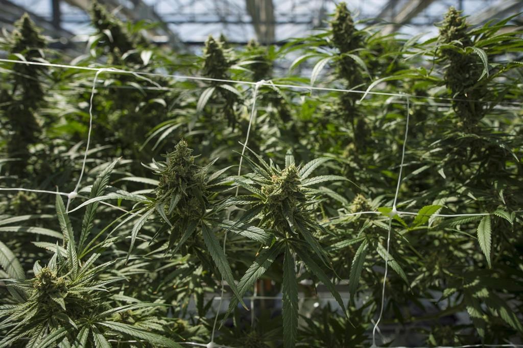Mature cannabis plants are photographed at the CannTrust Niagara Greenhouse Facility during the grand opening event in Fenwick, Ont., on Tuesday, June 26, 2018.