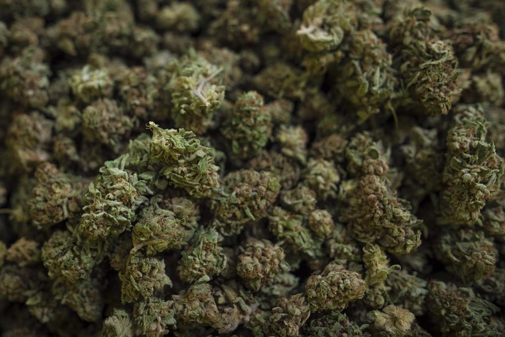 Harvested cannabis is shown in Fenwick, Ont. on Tuesday, June 26, 2018.