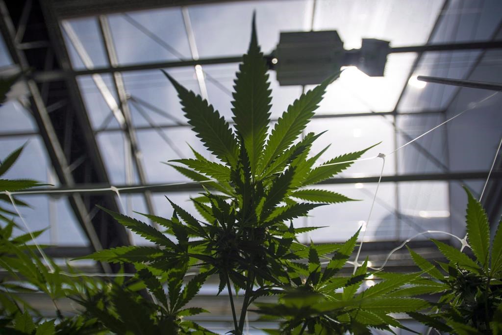 Federal law allows Canadian citizens to grow up to four cannabis plants at home, but Quebec chose in June 2018 to legislate against home cultivation.
