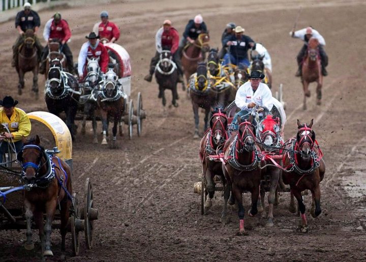 Teams compete in a chuckwagon race at the Calgary Stampede in Calgary, Monday, July 12, 2010. A horse has died from an injury that occurred during a chuckwagon race at this year's Calgary Stampede. Stampede officials confirm something happened to the animal about halfway around the track during Wednesday evening's second heat of the Rangeland Derby. THE CANADIAN PRESS/Jeff McIntosh.
