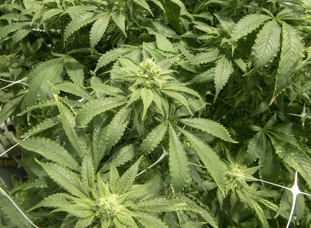 Niagara Regional Police say they seized 2,000 pot plants from a Grimsby home on Aug. 10.
