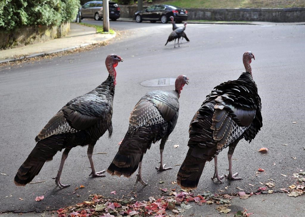 Wild turkeys walk along a residential street.