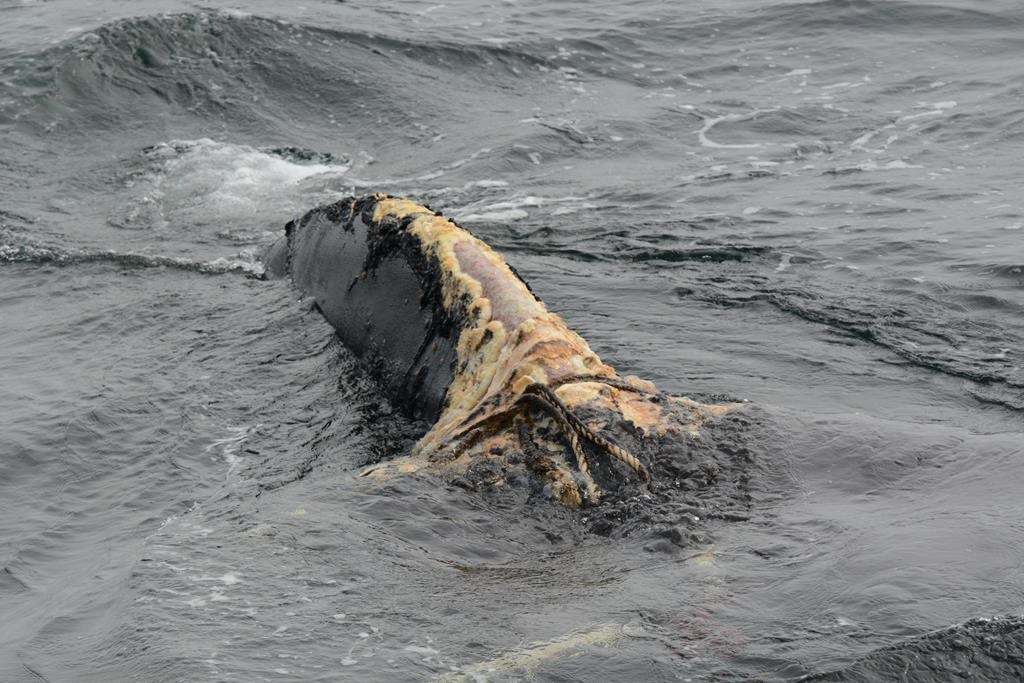 A tail of an entangled North Atlantic right whale is seen in this undated handout photo in the Gulf of St. Lawrence.