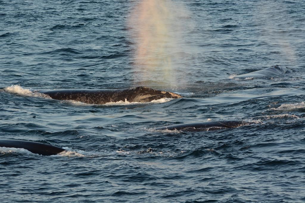 North Atlantic right whales are seen in this undated handout photo in the Gulf of St. Lawrence. A leading North Atlantic right whale researcher says a recent trip in the Gulf of St. Lawrence made multiple sightings of the endangered animals including four of the seven calves born last winter.THE CANADIAN PRESS/HO, ACCOL/NEAQ and Canadian Whale Institute *MANDATORY CREDIT*.