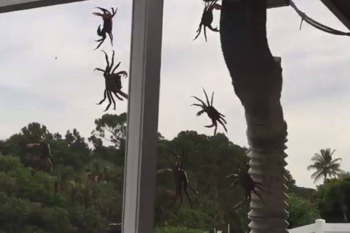 Crabs are shown on a man’s screen in Port St. Lucie, Fla., in this image from video.