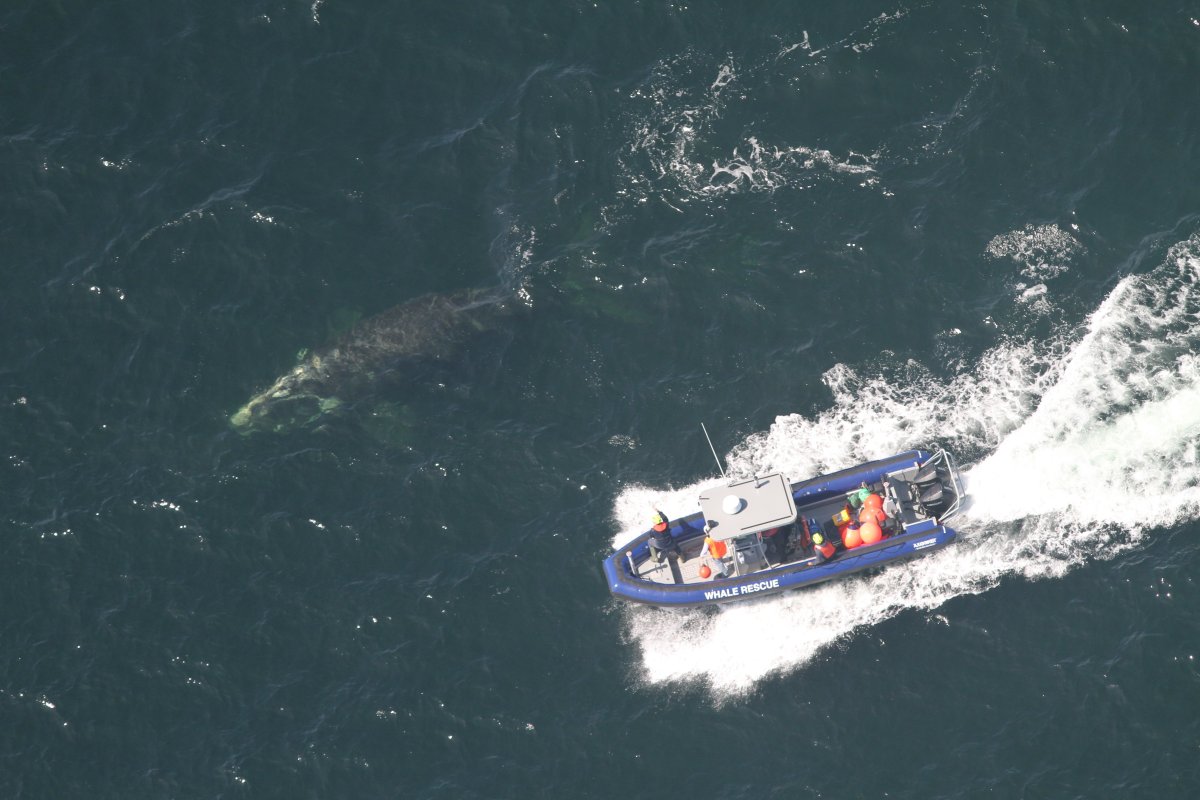 The Campobello Whale Rescue Team works to free an entangled North American right whale on July 11, 2019.