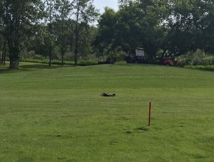 Canada Goose allegedly killed by man with golf club