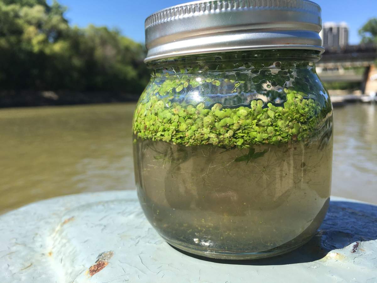 A sample of duckweed, brought to the announcement by MP Terry Duguid.
