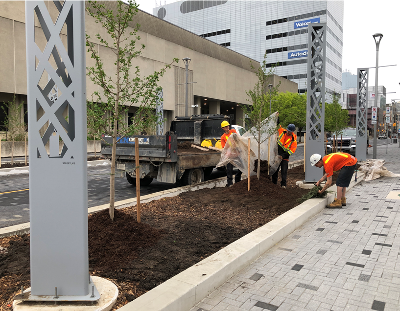 Tree-planting along Dundas Place on June 1, 2019.