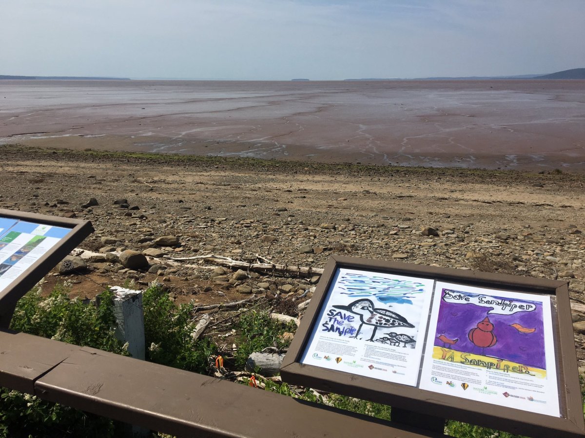 The mudflats of the Bay of Fundy will soon be filled with 130,00 sandpipers. 