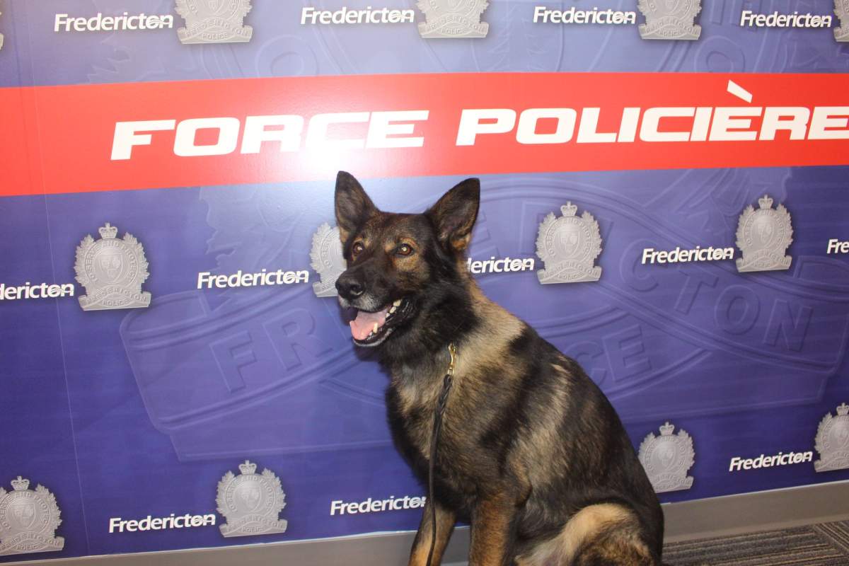 Endzo has also been trained in fentanyl detection.