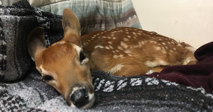 Okanagan fawn euthanized after veterinarian unable to find licensed  sanctuary for its recovery