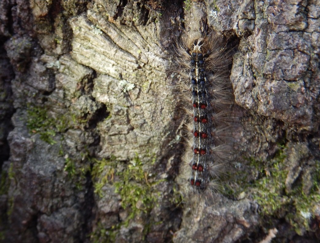 Park officials say the sound of gypsy moths eating can be heard throughout the campgrounds.