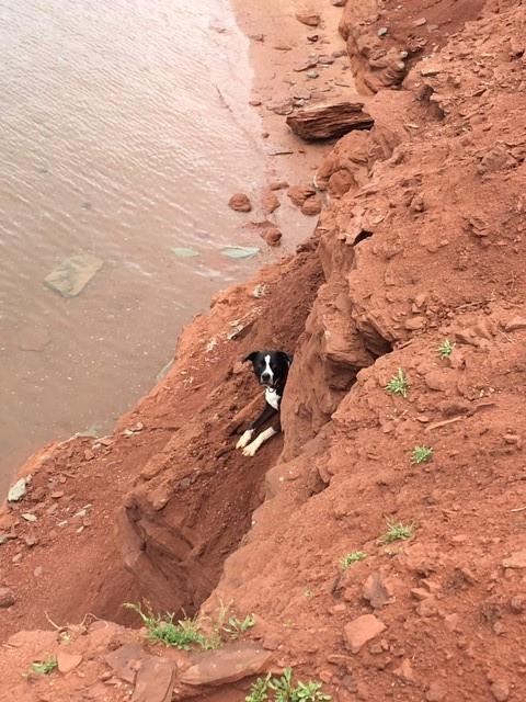 Cesar the dog is shown before being rescued in a handout photo. A Prince Edward Island volunteer firefighter is pleased prior training in cliff rescue was useful in saving a frightened dog that fell onto a rocky outcropping.