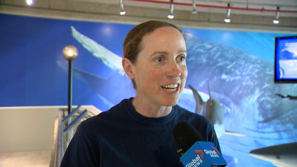 Heather Bowlby studies sharks for a living and says many people are ‘surprised’ to hear several different species of sharks live in Atlantic ocean waters.