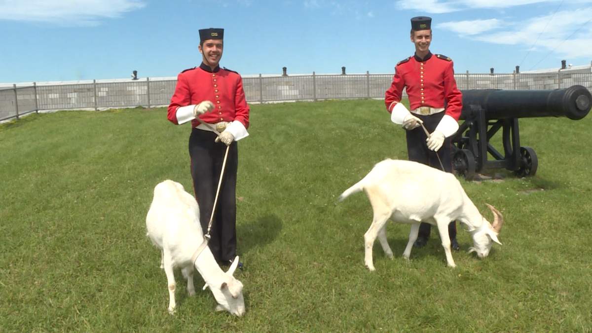 Henrietta and David the goat having lunch at Fort Henry. 