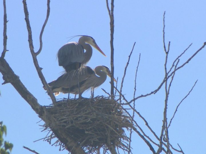 A file photo of herons nesting in Vernon. Great Blue Herons are considered a species at risk in Canada.
