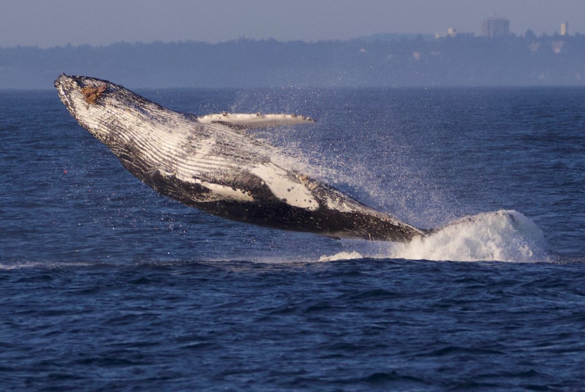 A humpback breaches from the waters near Victoria, B.C., on Friday, July 19, 2019.