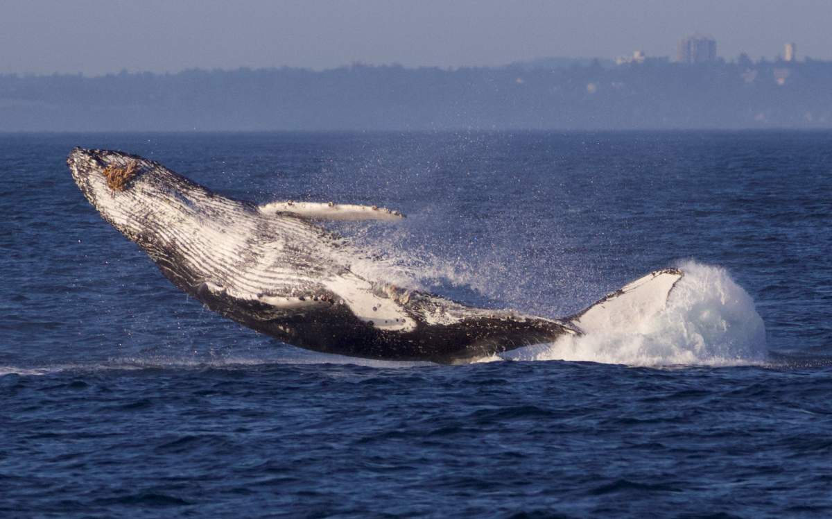 Andrew Lees/Five Star Whale Watching