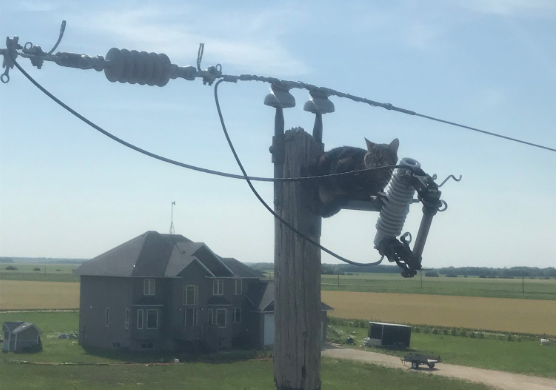 This cat caused an outage in Hazelridge Wednesday morning. 