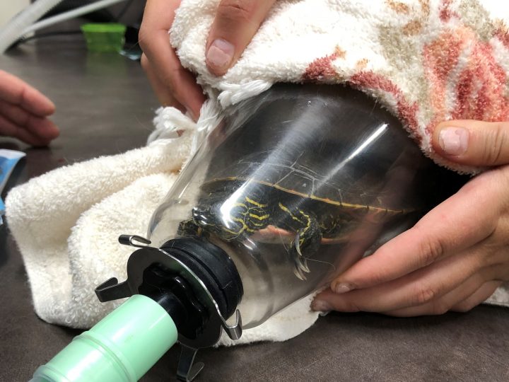 The turtle needed anesthetic before the operation.