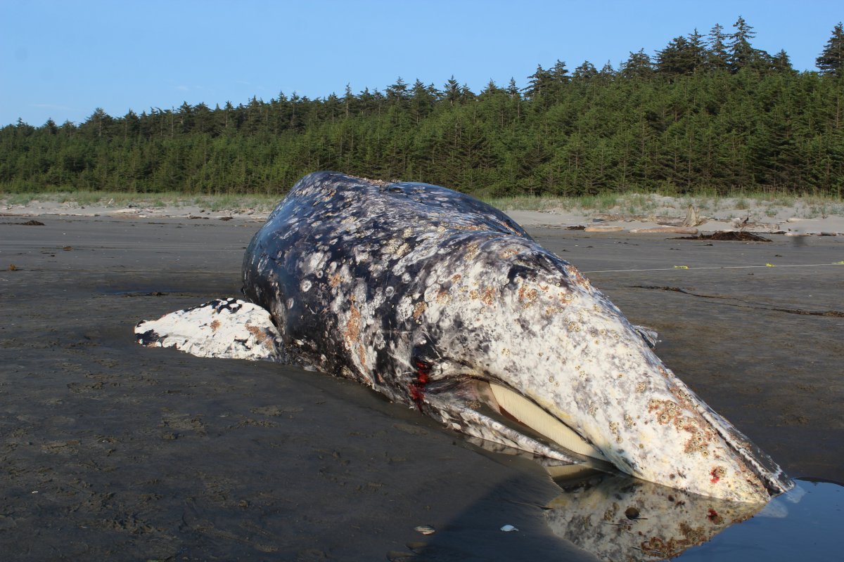The Department of Fisheries and Oceans says an eighth dead grey whale has been discovered this year in Haida Gwaii. 