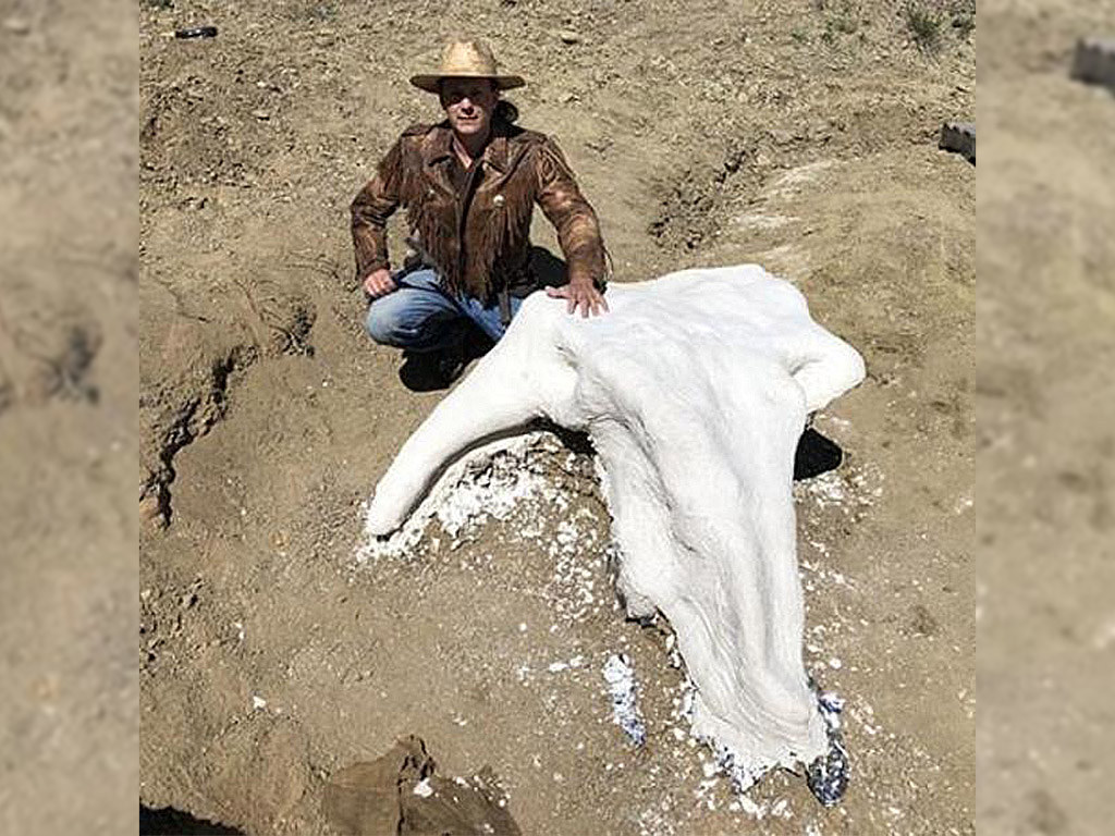 Professor Michael Kjelland helped with the discovery of Alice the triceratops skull.