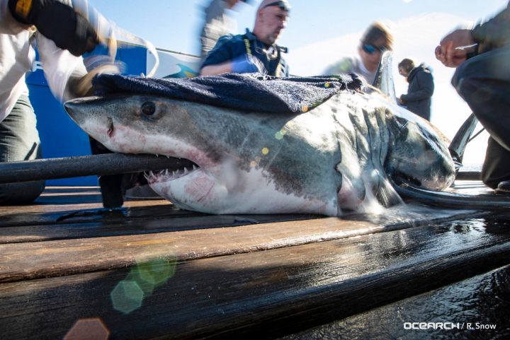 Jane’s fond’a Halifax: 521-pound great white shark pinged near McNabs ...