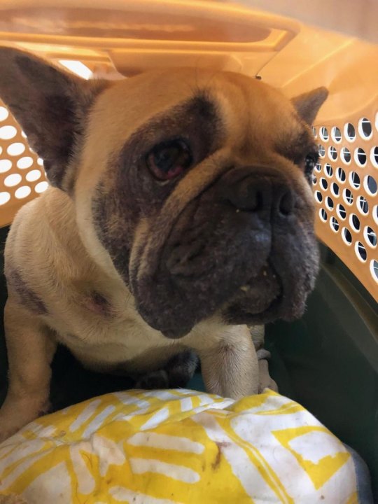 Pug puppies, French bulldogs rescued from Vancouver Island