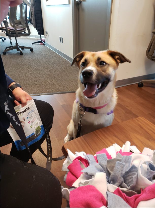 Macy licks her way through the Global newsroom before she made her appearance on Adopt A Pal.