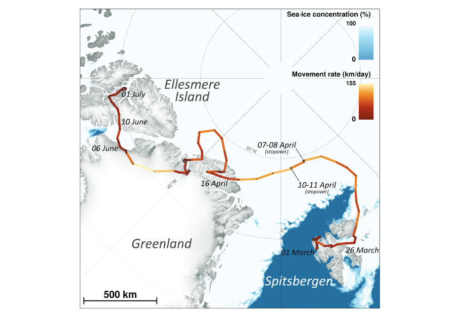 The route the fox took over 76 days from Norway to Canada is depicted on this map. (Source: Polar Research/Norwegian Polar Institute)