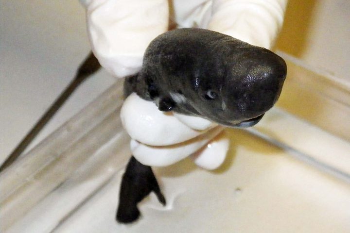 An American pocket shark was found in the Gulf of Mexico in 2010.