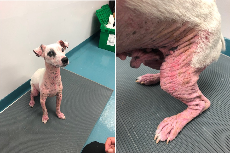 Milo the dog is currently getting treatment at the Kitchener-Waterloo Humane Society.