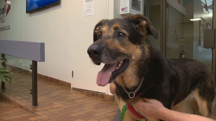 One of the Calgary Humane Society's longest-term residents, Moe the dog, has been put down due to health issues.