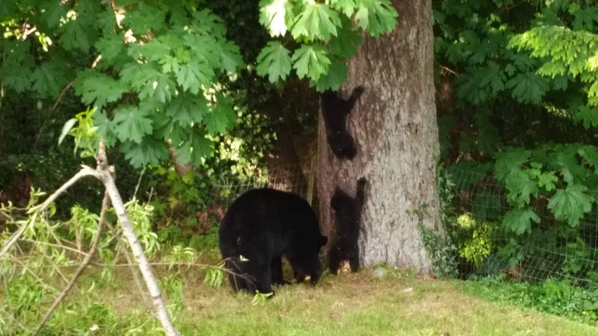 The mother bear and two cubs that were destroyed in Coquitlam on Tuesday.