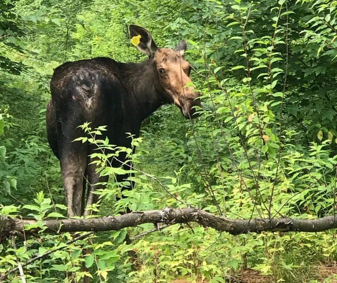 This moose wandered into Orléans in Ottawa's east end on Monday morning. She was tranquillized and taken back to the forest, Ottawa's bylaw department reported.
