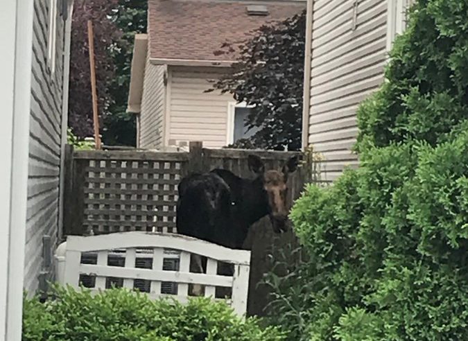 A female moose that meandered into Orléans on Monday morning was tranquilized and released back into the woods, Ottawa’s bylaw department says.
