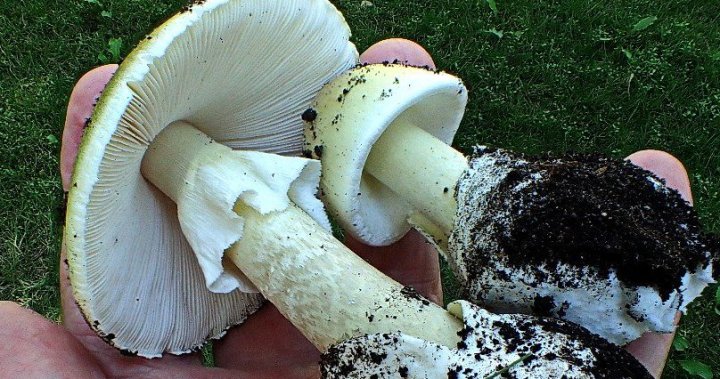 Warning issued after Vancouver child eats part of poisonous death cap mushroom