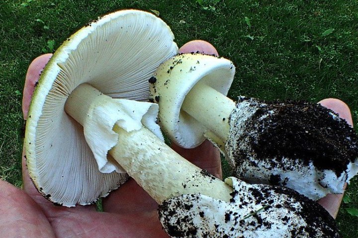Warning issued after Vancouver child eats part of poisonous death cap mushroom