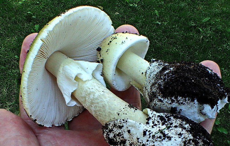 An example of a death cap mushroom, which is considered extremely dangerous and poisonous.