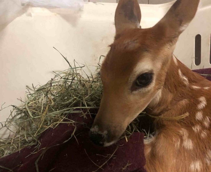 An Okanagan veterinarian says a fawn with a broken leg needs surgery, but the more pressing issue is finding a licensed sanctuary for the young deer.