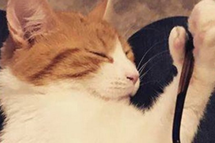 New Zealand Prime Minister Jacinda Ardern's polydactyl cat, Paddles, is shown in this file photo.