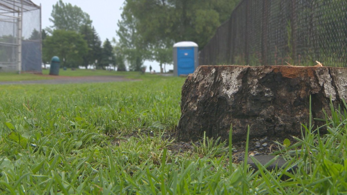 Plans for a new road to go through Alexandre Bourgeau Park have been shelved following outcry concerning felled trees.