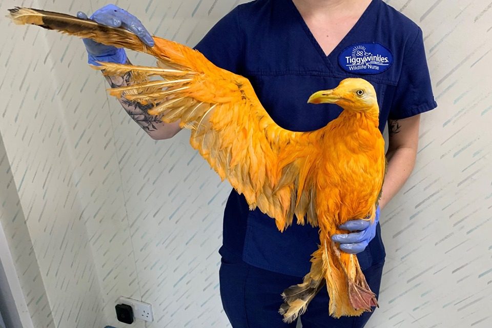 A seagull stained orange by suspected contact with curry is shown at the Tiggywinkles Wildlife Hospital near Aylesbury, U.K. on July 1, 2019.