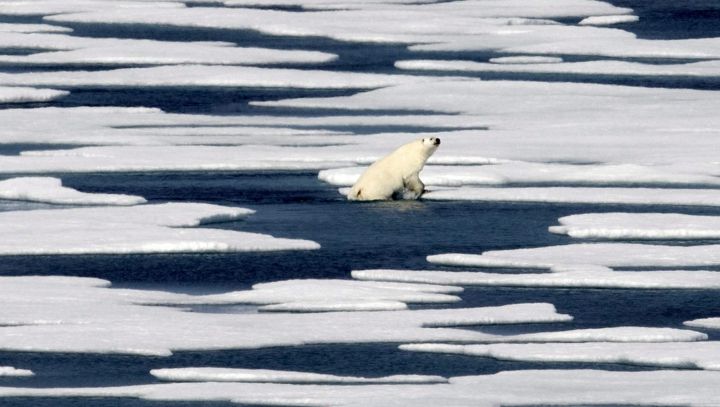 FILE – In this July 22, 2017 file photo, a polar bear climbs out of the water to walk on the ice in the Franklin Strait in the Canadian Arctic Archipelago.