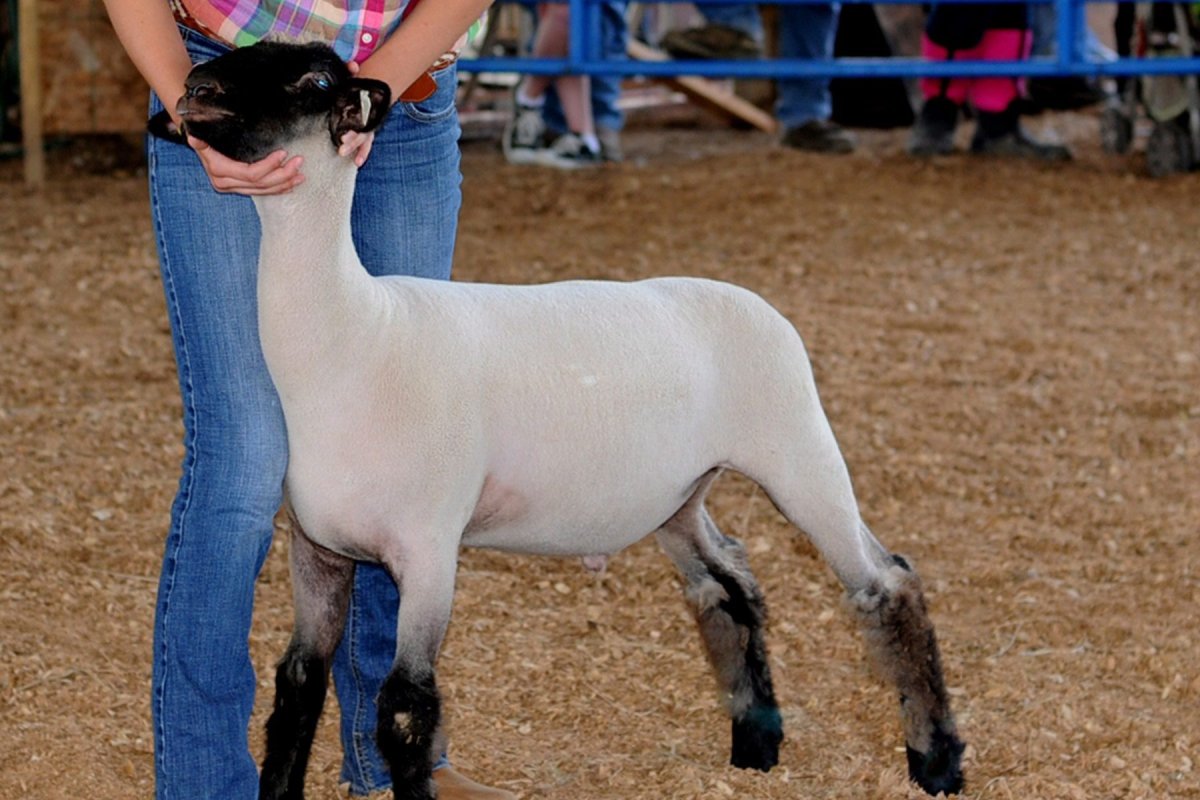 A prize-winning lamb is shown in this July 13, 2013 file photo.