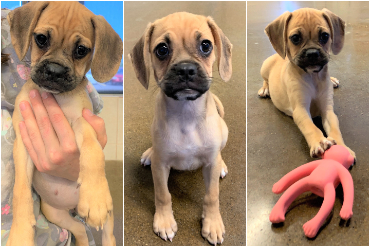 Photos show a puggle puppy stolen from the Top Dog Store on Saturday. The Puggle has since been found safe.